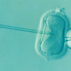 Chinese medicine IVF